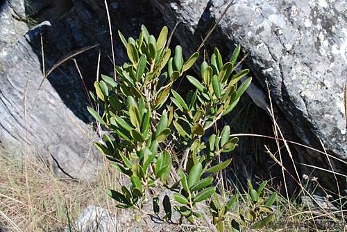 Abrahamia buxifolia
