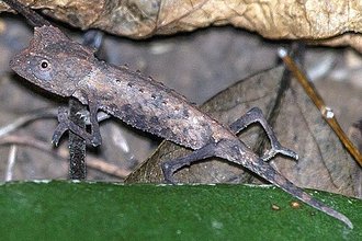 Brookesia minima