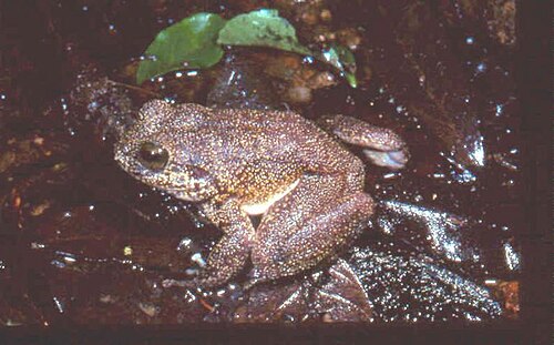 Mantidactylus guttulatus