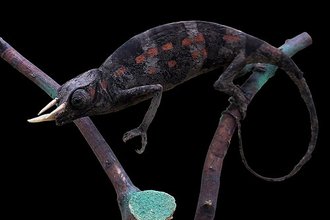 Trioceros oweni