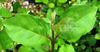 Buddleja indica