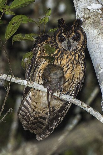 Hibou malgache (Asio madagascariensis)