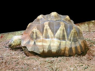 Tortue à éperon (Astrochelys yniphora)