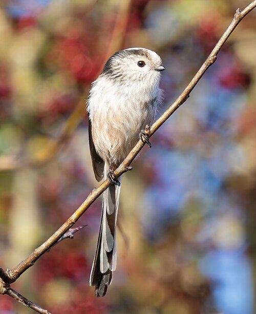 Mésange à longue queue (Aegithalos caudatus)
