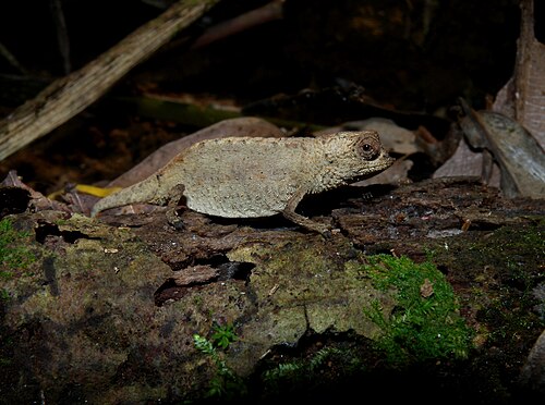 Brookesia peyrierasi
