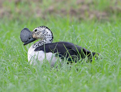 Sarcidiorne à bosse (Sarkidiornis melanotos)