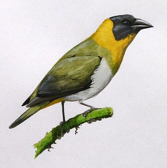 Tisserin nélicourvi (Ploceus nelicourvi)