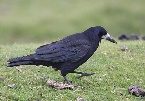 Corbeau freux (Corvus frugilegus)