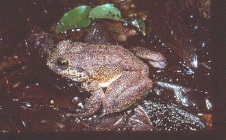 Mantidactylus guttulatus