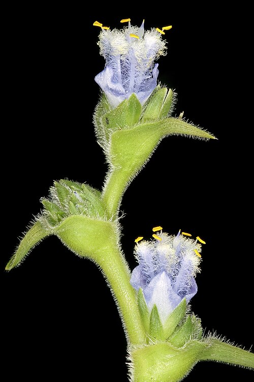 Cyanotis speciosa