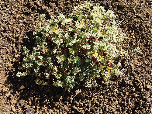 Euphorbia origanoides