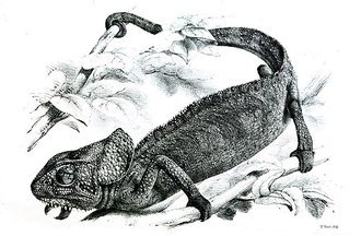 Chamaeleo monachus