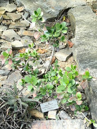 Kalanchoe bracteata