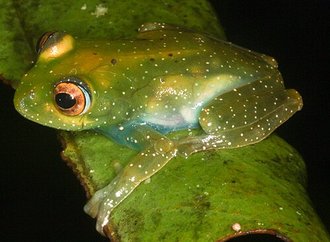 Boophis sibilans