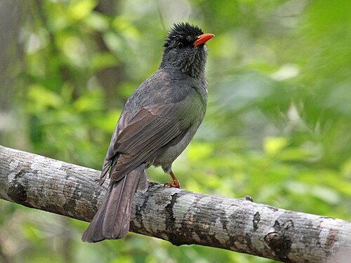 Bulbul de Madagascar (Hypsipetes madagascariensis)