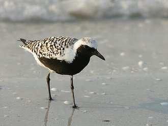 Pluvier argenté (Pluvialis squatarola)