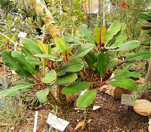 Euphorbia leuconeura