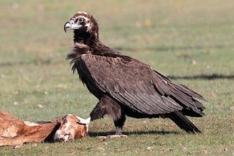 Vautour moine (Aegypius monachus)