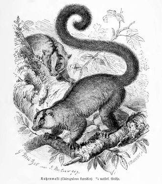 Phaner à fourche (Phaner furcifer)