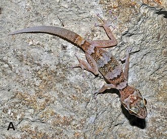 Paroedura karstophila