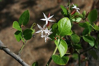 Carissa spinarum