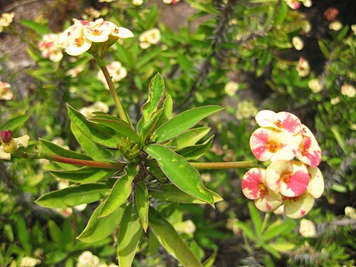 Euphorbia ×ambohipotsiensis (Euphorbia ambohipotsiensis)