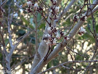 Dalbergia pervillei