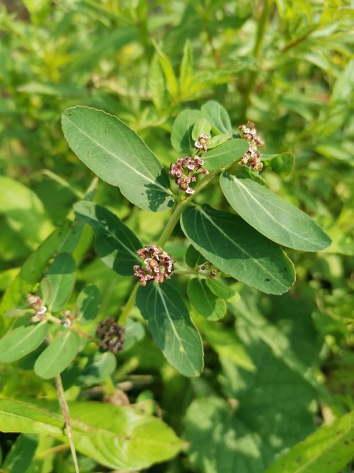 Euphorbia indica