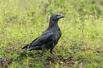 Corbeau à gros bec (Corvus macrorhynchos)