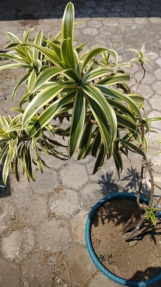 Bois de chandelle (Dracaena reflexa)
