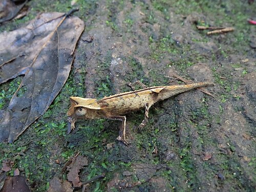 Brookesia griveaudi