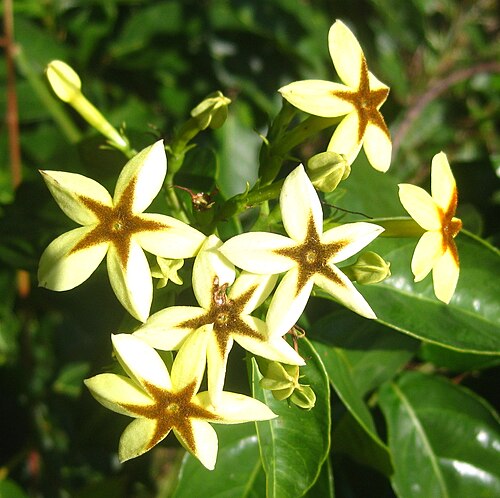 Mussaenda arcuata