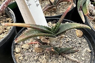 Aloe calcairophila