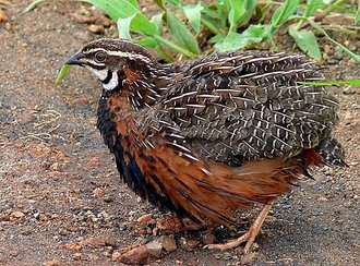 Caille arlequin (Coturnix delegorguei)