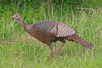 Dindon sauvage (Meleagris gallopavo)