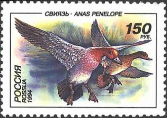 Canard siffleur (Mareca penelope)