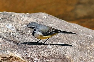 Bergeronnette malgache (Motacilla flaviventris)