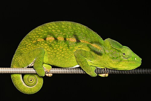 Furcifer belalandaensis