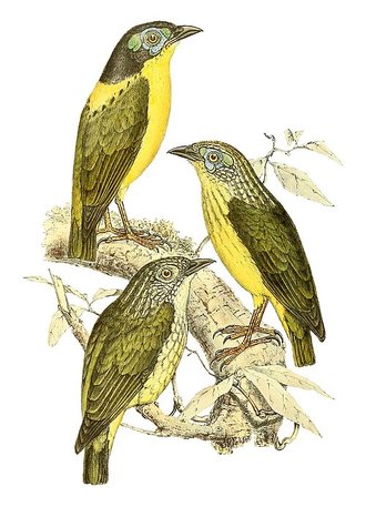 Philépitte de Schlegel (Philepitta schlegeli)