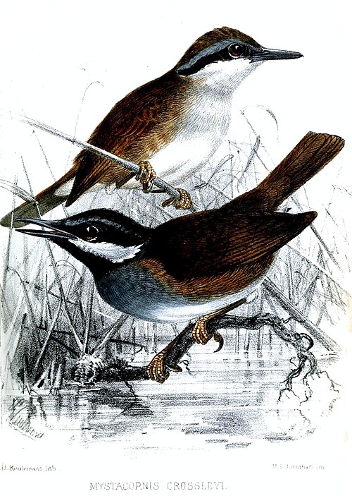 Mystacorne de Crossley (Mystacornis crossleyi)