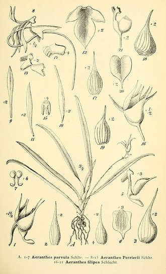 Aeranthes parvula