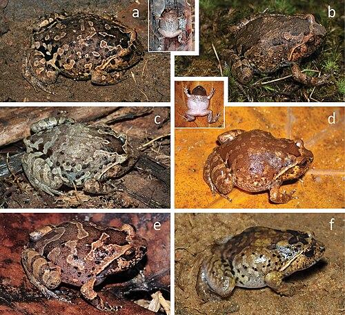 Plethodontohyla laevis