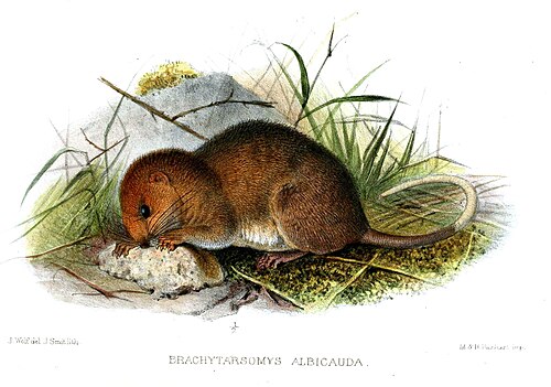 Brachytarsomys albicauda