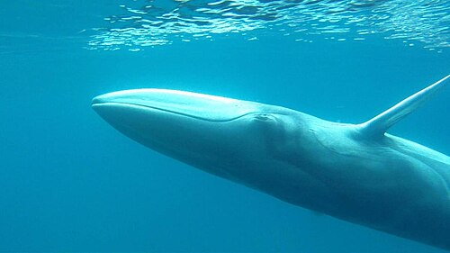 Rorqual d'Omura (Balaenoptera omurai)