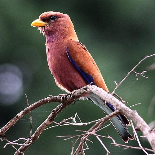 Rolle violet (Eurystomus glaucurus)