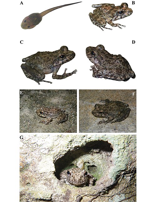 Gephyromantis kintana