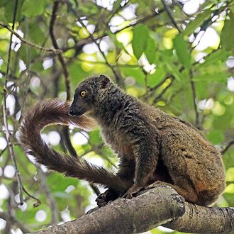 Eulemur sanfordi