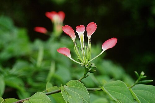 Bauhinia hildebrandtii