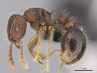 Tetramorium gollum