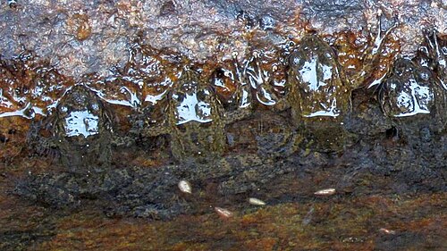 Mantidactylus bourgati